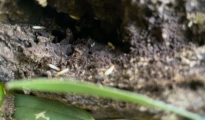 Traitement anti termites chez un particulier à La Montagne de La Réunion
