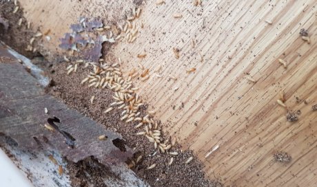 Traitement anti termites souterrains par système de pièges à Sainte Suzanne