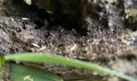 Traitement anti termites chez un particulier à La Montagne de La Réunion