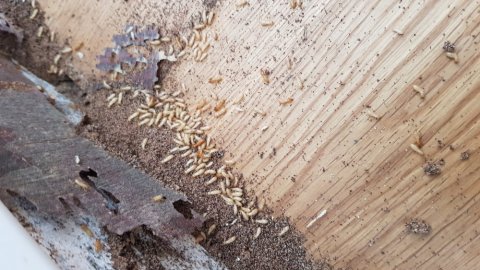 Traitement anti termites souterrains par système de pièges à Sainte Suzanne