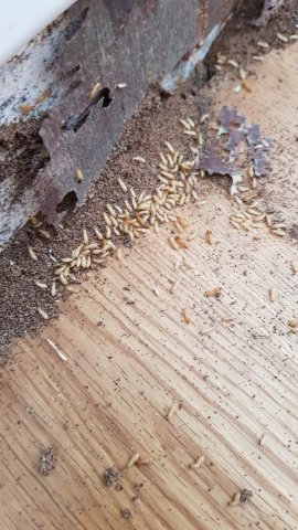 traitement anti termites souterrains par système de pièges à Saint Denis