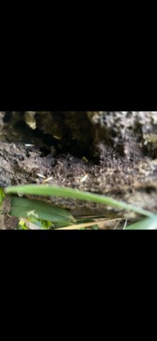 Traitement anti termites chez un particulier à La Montagne de La Réunion