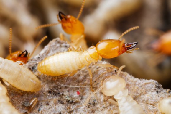 Pose de pièges pour protection contre les termites à Sainte-Suzanne 974 