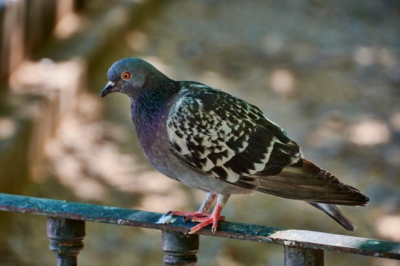 Pose de piques anti-pigeons par professionnel à Saint-Denis 974