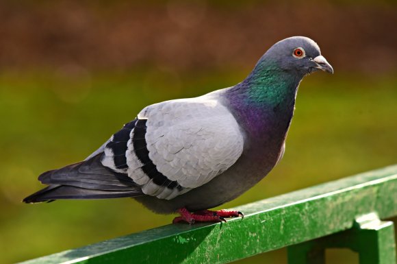 Quelles solutions pour faire fuir les pigeons ?