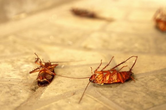 Entreprise pour l’éradication des cafards dans un immeuble La Réunion