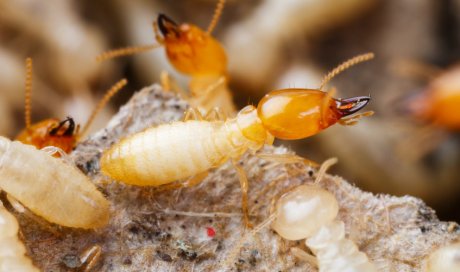 Pose de pièges pour protection contre les termites à Sainte-Suzanne 974 