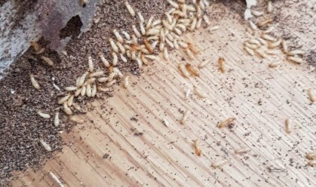 traitement anti termites souterrains par système de pièges à Saint Denis