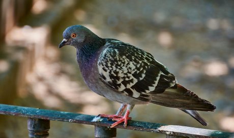 Pose de piques anti-pigeons par professionnel à Saint-Denis 974