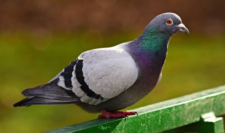 Quelles solutions pour faire fuir les pigeons ?