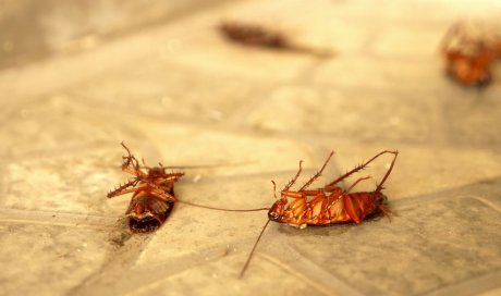 Entreprise pour l’éradication des cafards dans un immeuble La Réunion